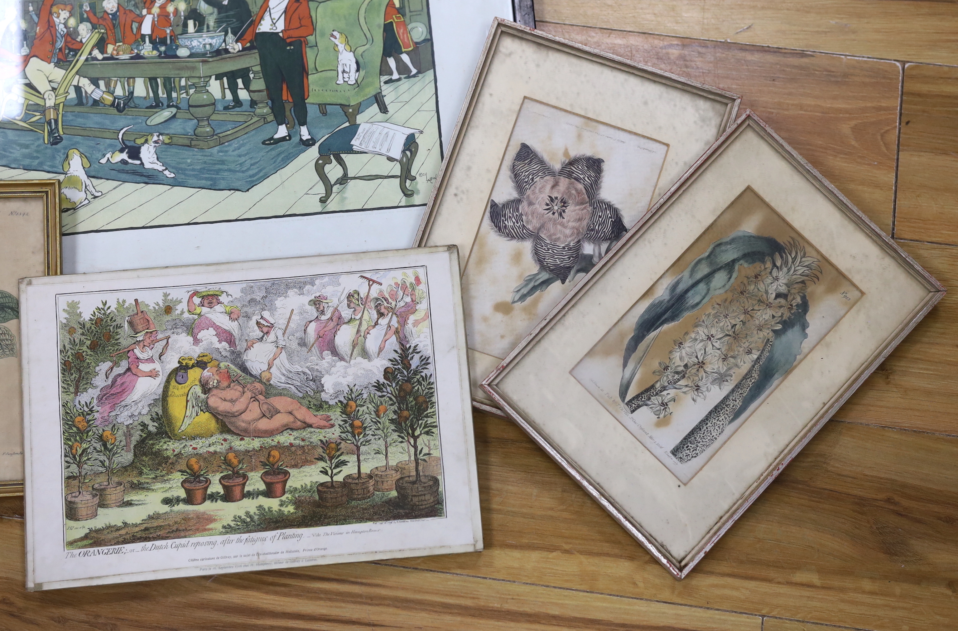 After Cecil Aldin (1870-1935) and James Gilray (1756-1815), two colour prints together with five antique botanical prints, largest 42 x 60cm